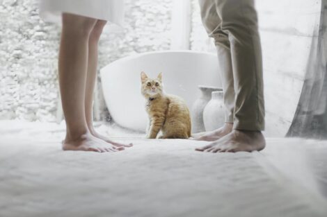 Cat looks up at a couple standing in the bathroom before using sex toys in the shower.